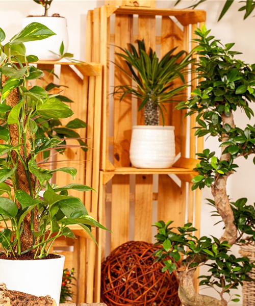 Pflanzen-Giganten mit Stil und Charme