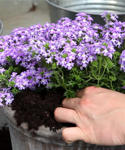 Eisenkraut - Einpflanzen in ein Gefäß