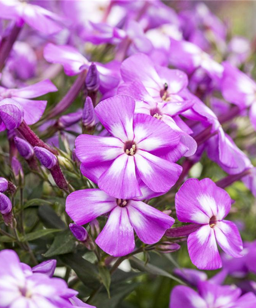 Flammenblumen lassen Ihren Garten in Farben baden
