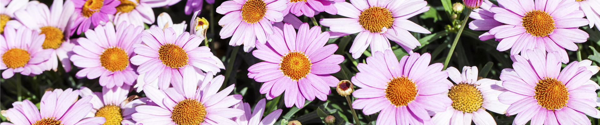 Argyranthemum frutescens, rosa Argyranthemum frutescens, rosa
