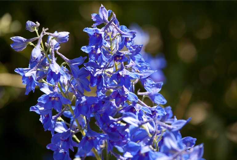 Delphinium x cultorum