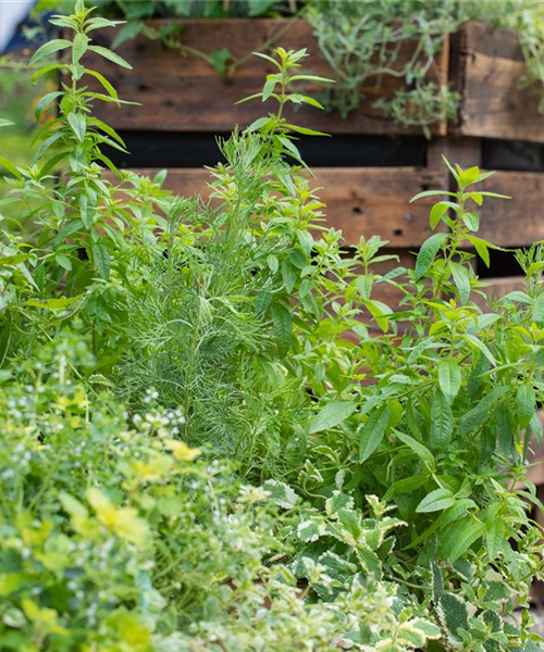 Der Kräutergarten im Mai