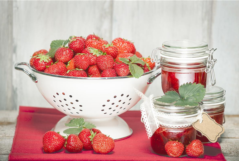 Fragaria x ananassa