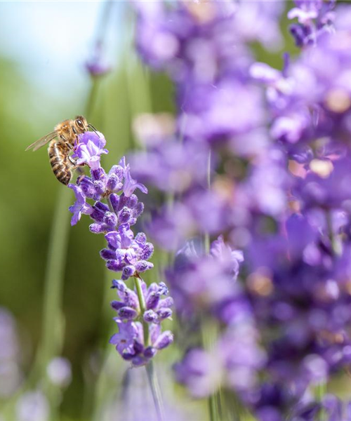 Bienenfreundliche Sommerblumen – ein Büffet für Biene und Co.