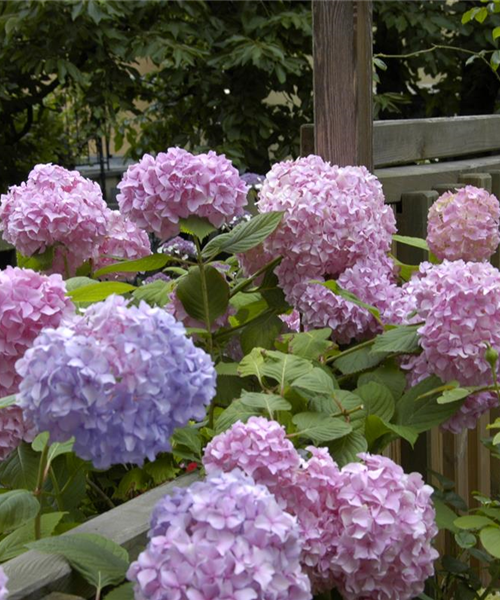 Die Hortensie im Garten – durstige Schönheit mit Charakter