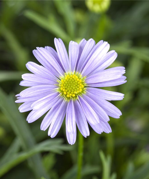 Essbare Blüten - Die schönsten Rezepte