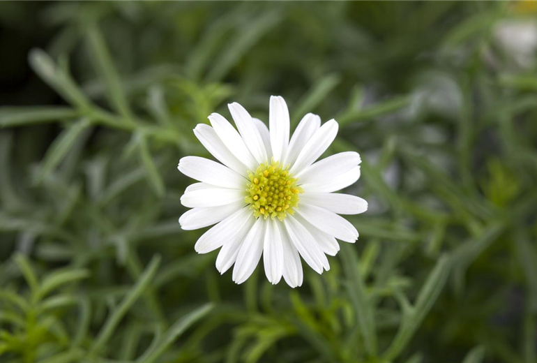 Brachyscome iberidifolia, weiß