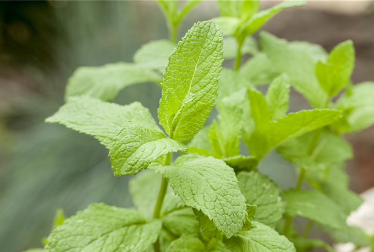 Mentha