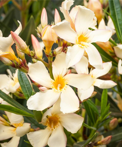 Oleander – Blütenpracht bei richtiger Pflege