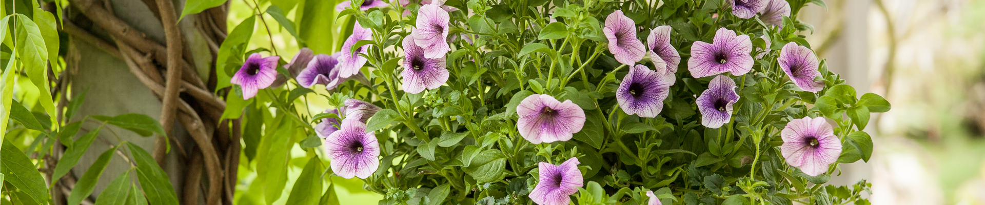 Petunia, zweifarbig Petunia, zweifarbig