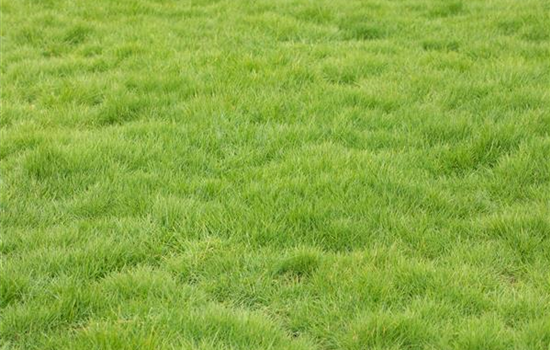 Der gepflegte Rasen Der gepflegte Rasen