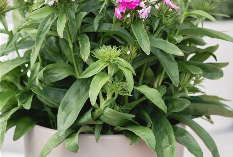 Dianthus barbatus 'Victoria'