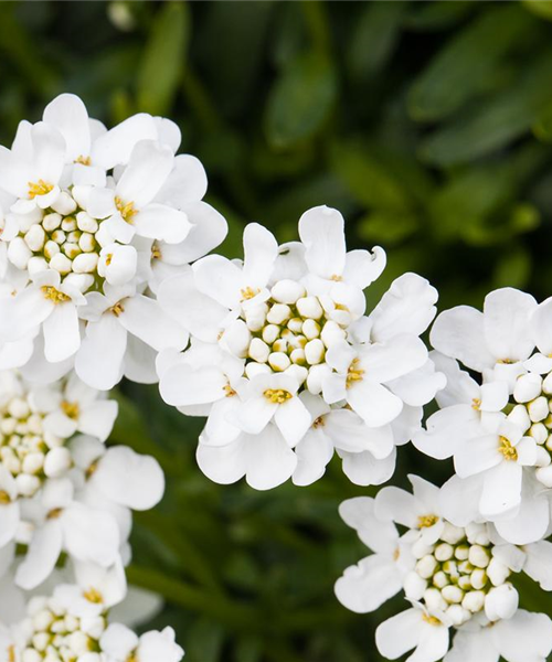 Die immergrüne Schleifenblume – Farbe garantiert