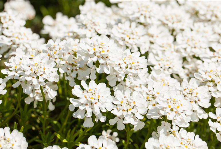 Iberis sempervirens