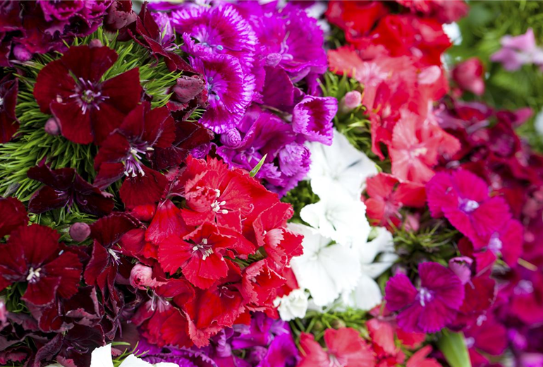 Dianthus barbatus