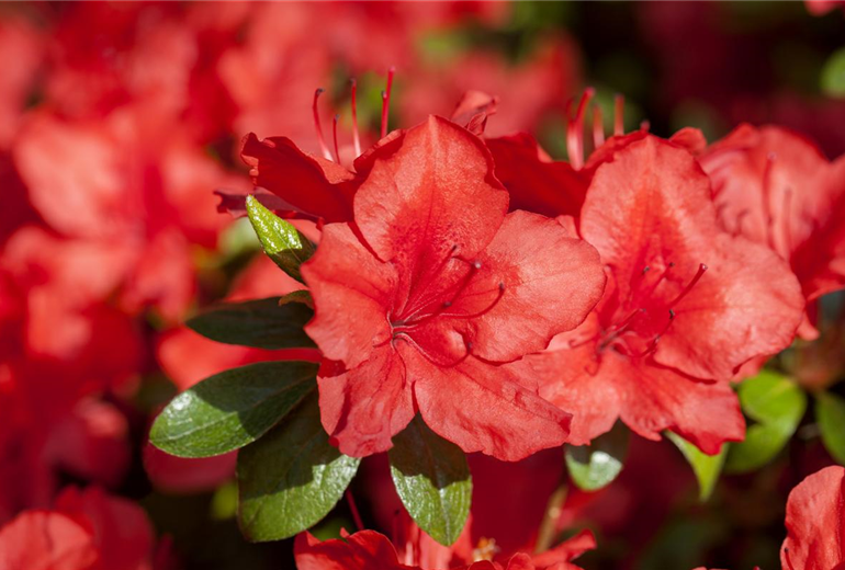 Rhododendron molle ssp. japonicum 'Nordlicht'