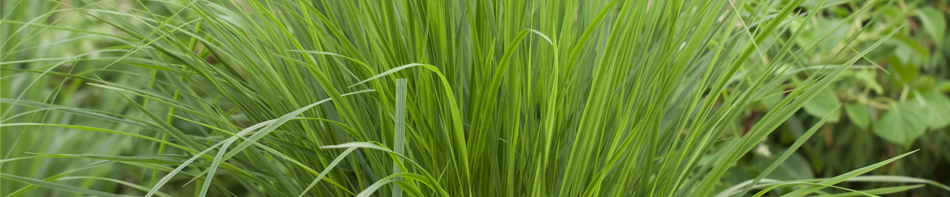 Panicum virgatum 'Northwind'