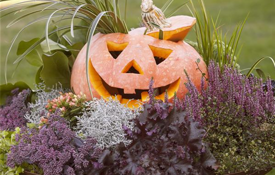 Lecker im Kochtopf oder horrormäßig als Totenkopf – mit dem Kürbis ist alles möglich! Lecker im Kochtopf oder horrormäßig als Totenkopf – mit dem Kürbis ist alles möglich!