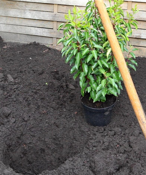 Portugiesische Kirschlorbeer - Einpflanzen im Garten