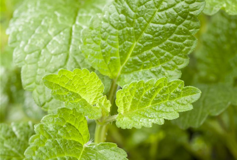 Mentha