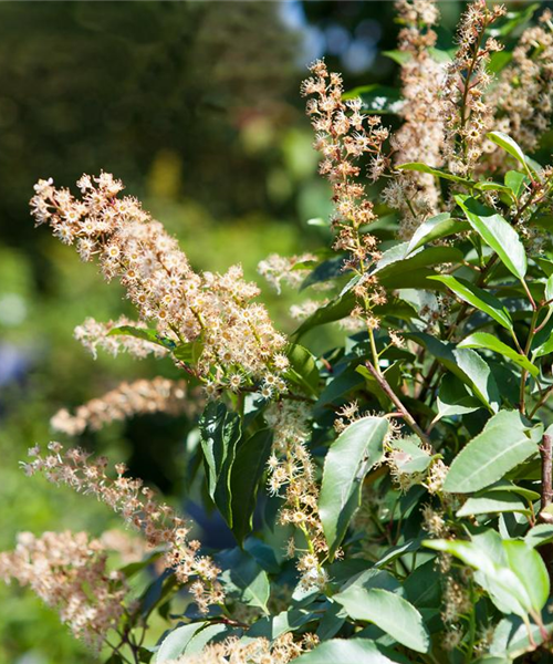 Der portugiesische Kirschlorbeer – Pflegeleichte Schönheit aus dem Mittelmeer