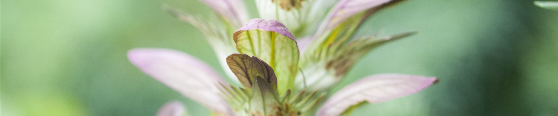 Acanthus hungaricus Acanthus hungaricus