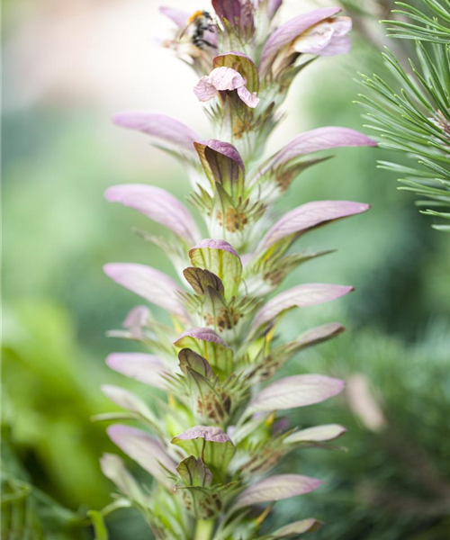 Strukturpflanzen als Architekten im Garten