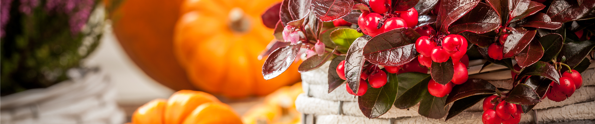 Gaultheria procumbens Gaultheria procumbens