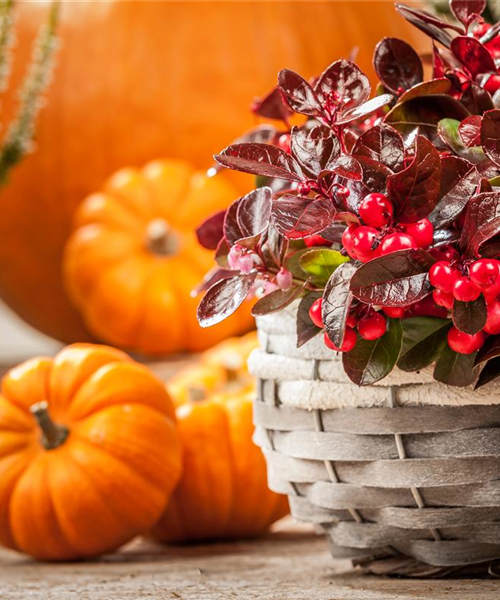 Die Haustür als Visitenkarte – Ideen für die herbstliche Dekoration