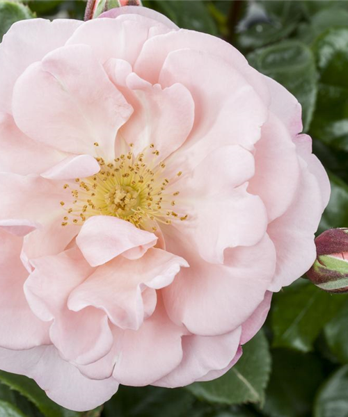 Die Duftrose – Eine Bereicherung für den Garten