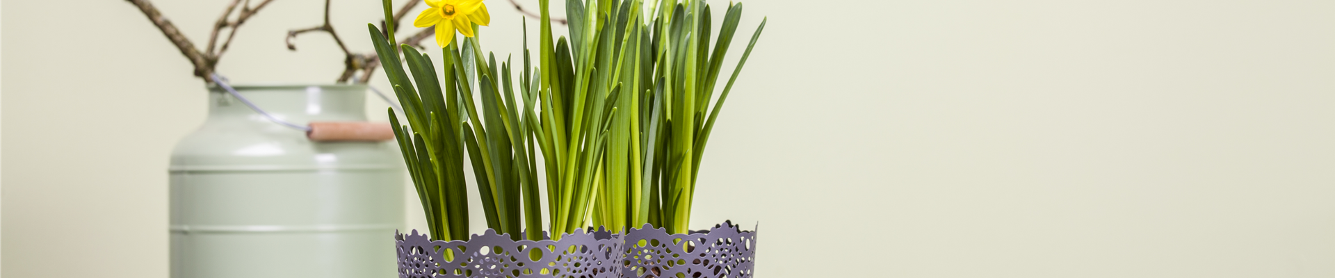 Narcissus, großkronig Narcissus, großkronig