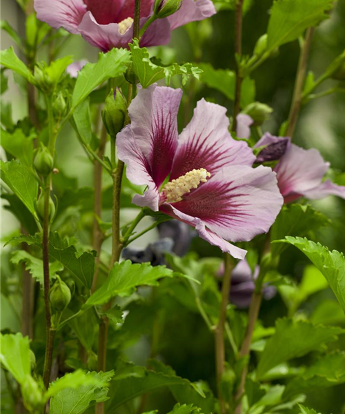 Der Hibiskus, ein großartiges Mitglied im Garten-Ensemble