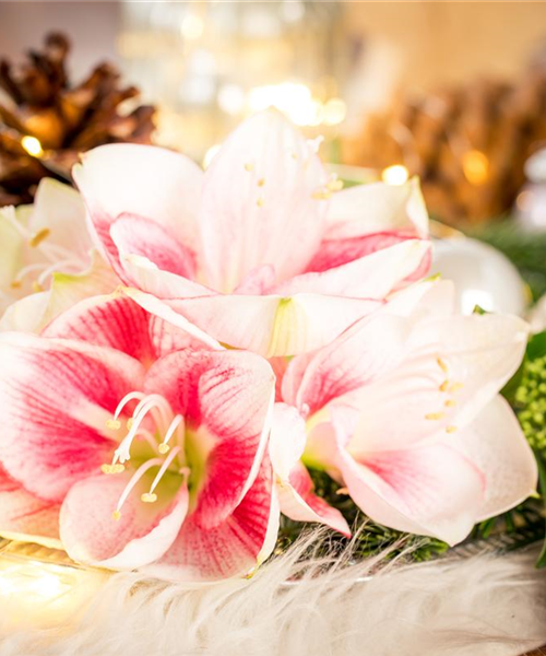 Amaryllis – weihnachtlicher Blütentraum