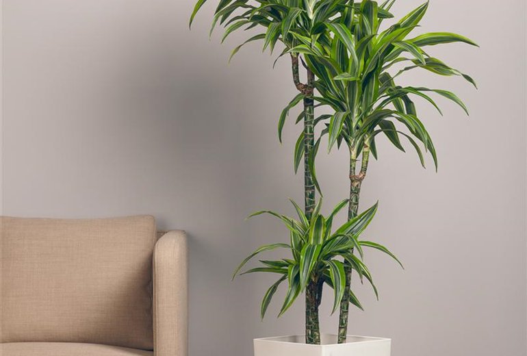 Dracaena fragrans 'Lemon Lime'