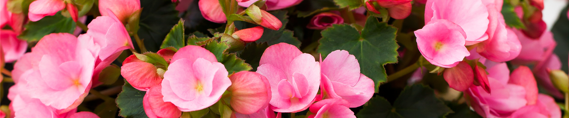 Begonia betulia 'Candy'® Begonia betulia 'Candy'®