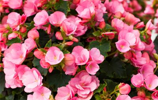 Begonien überwintern – frostempfindliche Knollen im Winter Begonien überwintern – frostempfindliche Knollen im Winter