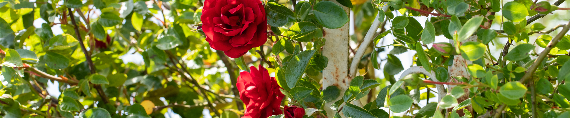 Kletterrose, rot Kletterrose, rot