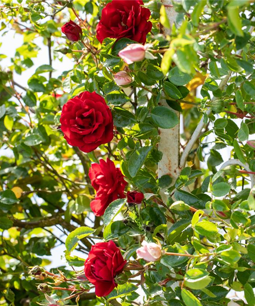 Veredelung von Rosen Veredelung von Rosen