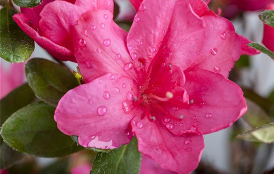 Die Zimmerazalee – bunte Schönheit bei tristem Wetter