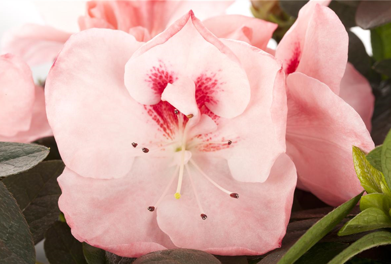 Rhododendron simsii
