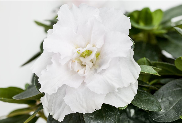 Rhododendron simsii, weiß