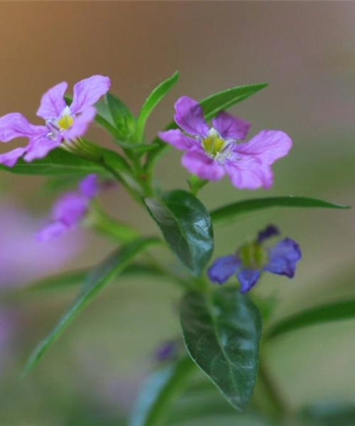 Köcherblume - Einpflanzen im Garten