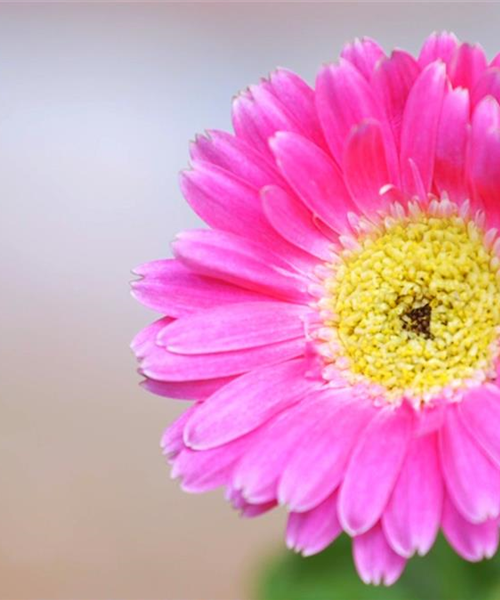 Gerbera - Einpflanzen im Garten
