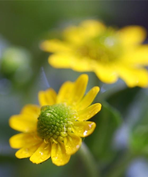 Husarenknopf - Einpflanzen im Garten