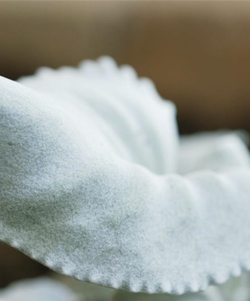 Silberblatt (Senecio) - Einpflanzen im Garten Silberblatt (Senecio) - Einpflanzen im Garten