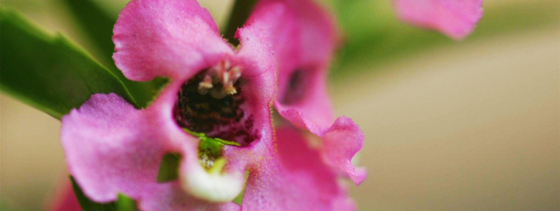 Angelonia - Einpflanzen im Garten