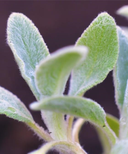 Woll-Ziest - Einpflanzen im Garten Woll-Ziest - Einpflanzen im Garten