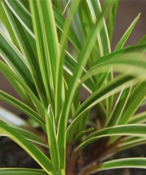 Japansegge - Einpflanzen im Garten Japansegge - Einpflanzen im Garten