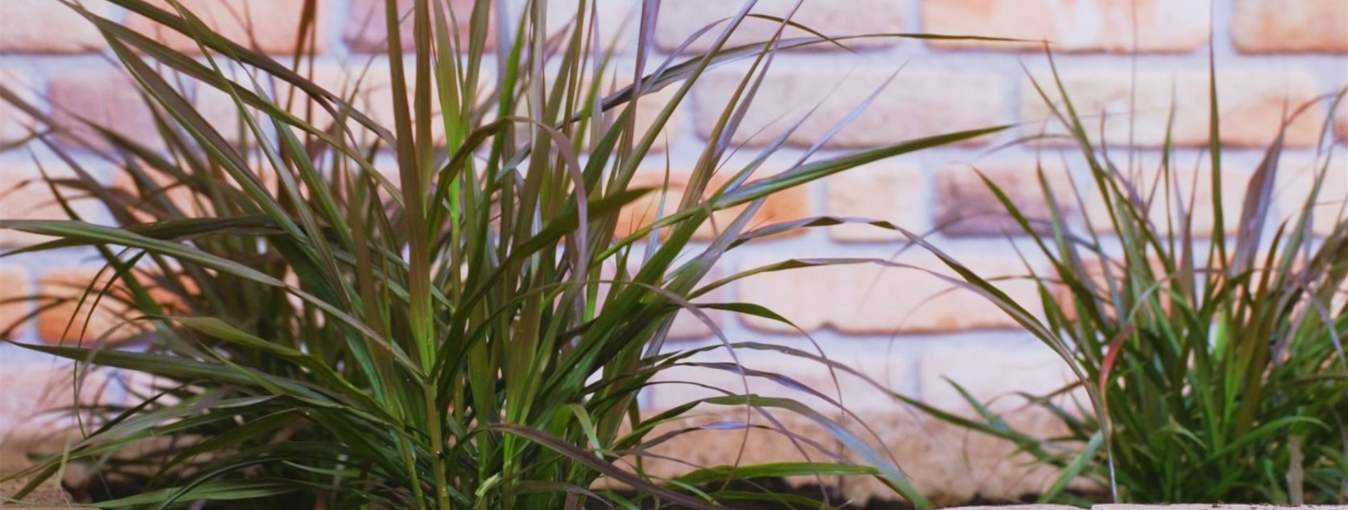 Afrikanisches Lampenputzergras - Einpflanzen im Garten