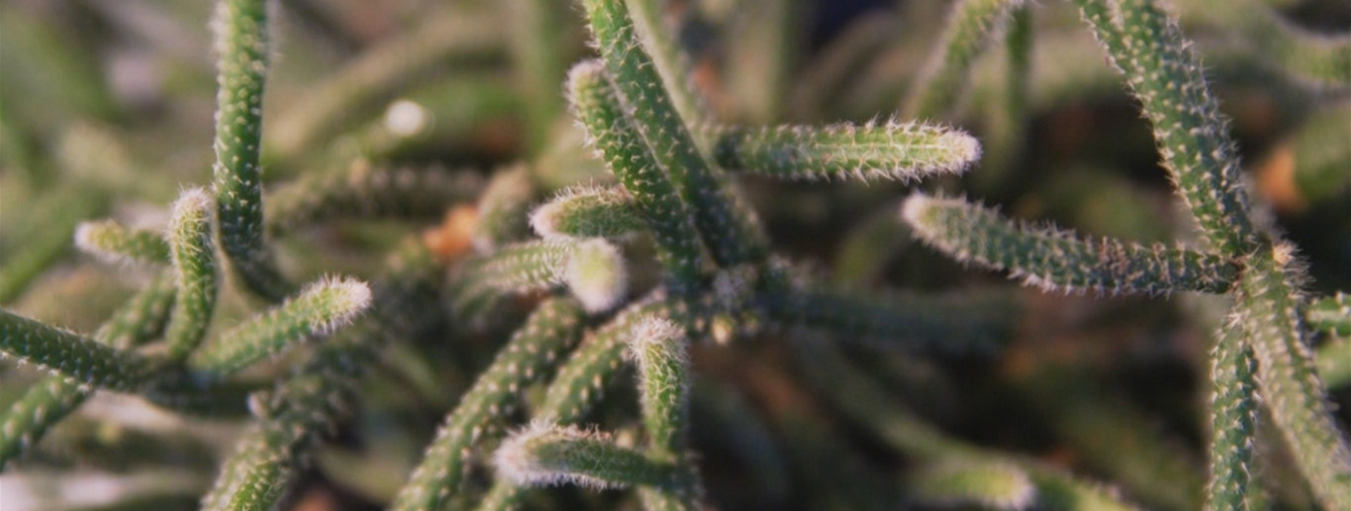 Binsenkaktus - Umtopfen